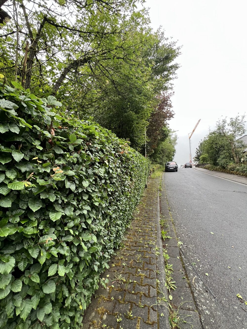 Sauber geschnittene, dichte Hecke entlang der Straße