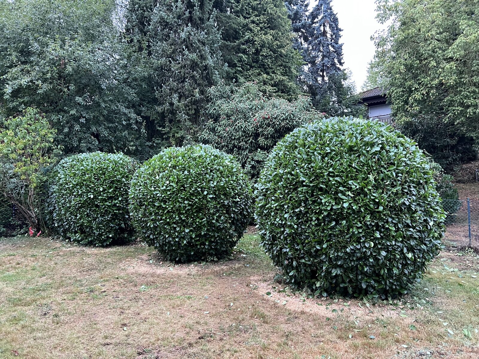 Drei zu Kugeln geschnittene Kirschlorbeer-Büsche im Garten