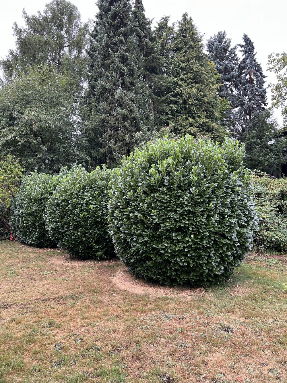 Kugelförmig geschnittene Kirschlorbeer-Büsche vor Nadelbäumen